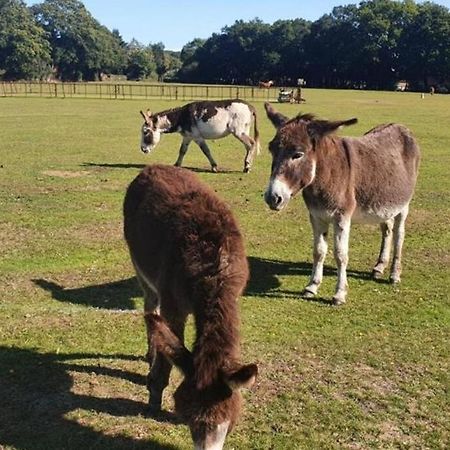 The Swish - New Forest Get Away Redlynch  Buitenkant foto